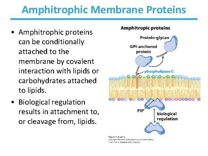 Amphitrophic Membrane Proteins • Amphitrophic proteins can be conditionally attached to the membrane by