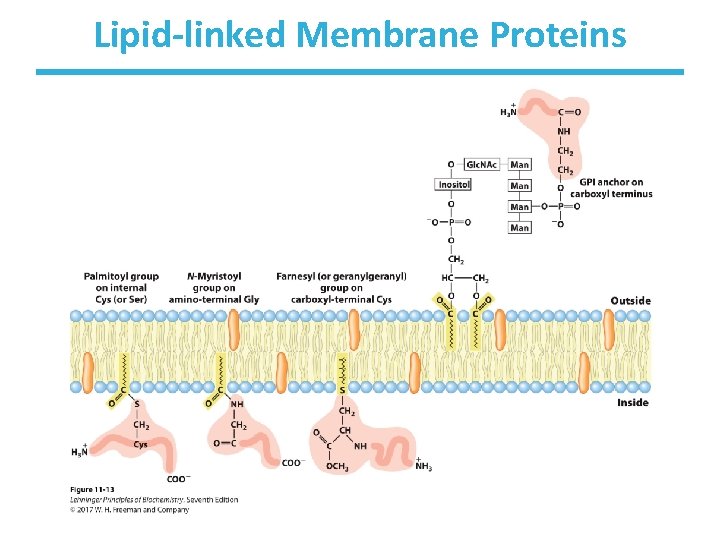 Lipid-linked Membrane Proteins 