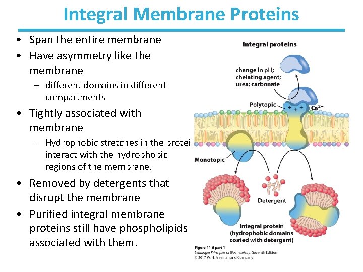 Integral Membrane Proteins • Span the entire membrane • Have asymmetry like the membrane