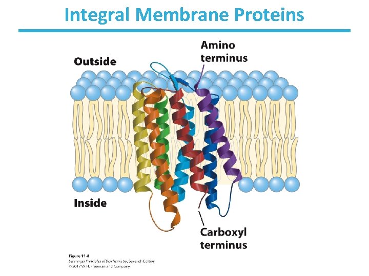 Integral Membrane Proteins 