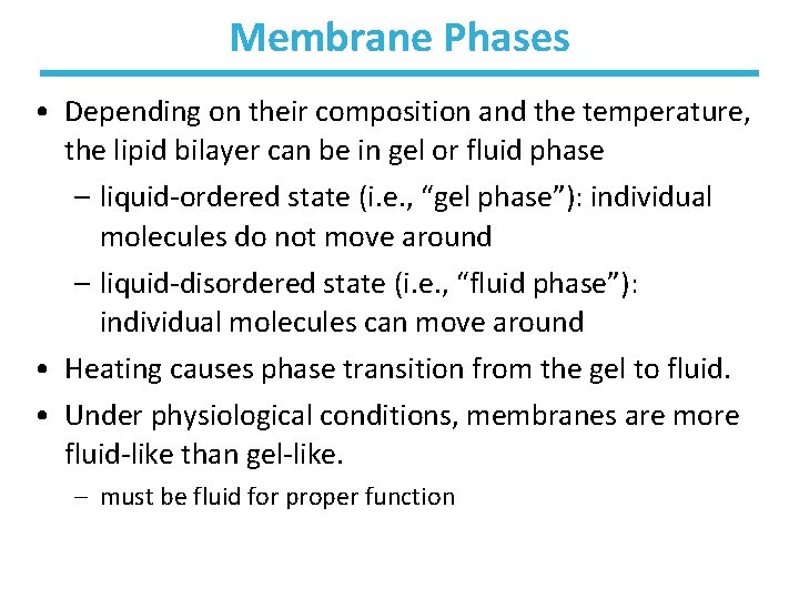 Membrane Phases • Depending on their composition and the temperature, the lipid bilayer can