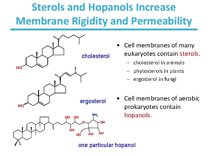 Sterols and Hopanols Increase Membrane Rigidity and Permeability • Cell membranes of many eukaryotes
