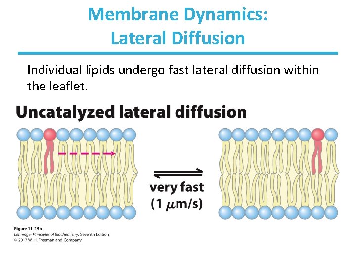 Membrane Dynamics: Lateral Diffusion Individual lipids undergo fast lateral diffusion within the leaflet. 