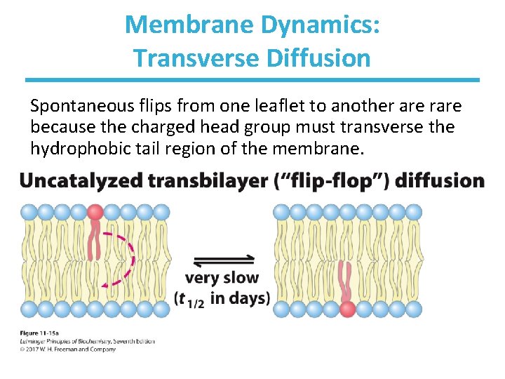 Membrane Dynamics: Transverse Diffusion Spontaneous flips from one leaflet to another are rare because