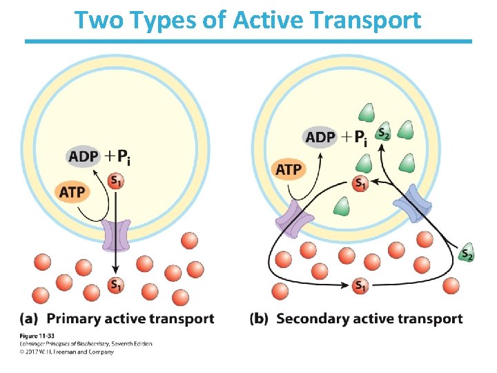 Two Types of Active Transport 