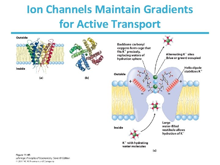 Ion Channels Maintain Gradients for Active Transport 