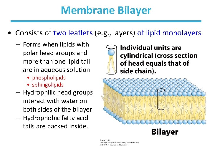 Membrane Bilayer • Consists of two leaflets (e. g. , layers) of lipid monolayers