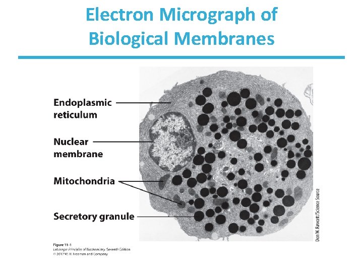 Electron Micrograph of Biological Membranes 