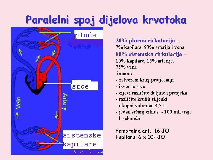 Paralelni spoj dijelova krvotoka 20% plućna cirkulacija – 7% kapilara; 93% arterija i vena