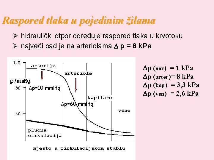 Raspored tlaka u pojedinim žilama Ø hidraulički otpor određuje raspored tlaka u krvotoku Ø