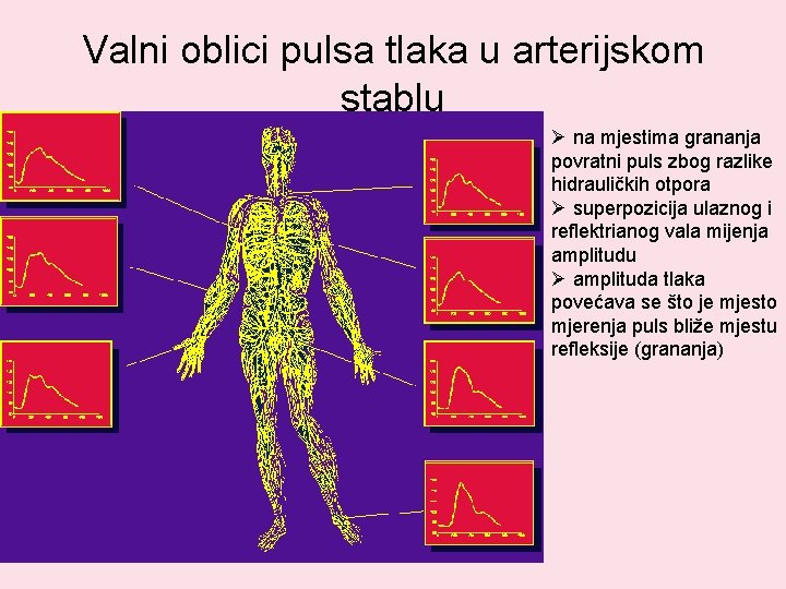 Valni oblici pulsa tlaka u arterijskom stablu Ø na mjestima grananja povratni puls zbog