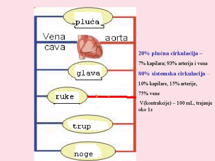 20% plućna cirkulacija – 7% kapilara; 93% arterija i vena 80% sistemska cirkulacija –