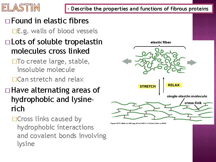 - Describe the properties and functions of fibrous proteins � Found �E. g. in