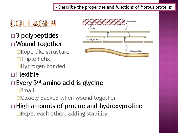 - Describe the properties and functions of fibrous proteins � 3 polypeptides � Wound