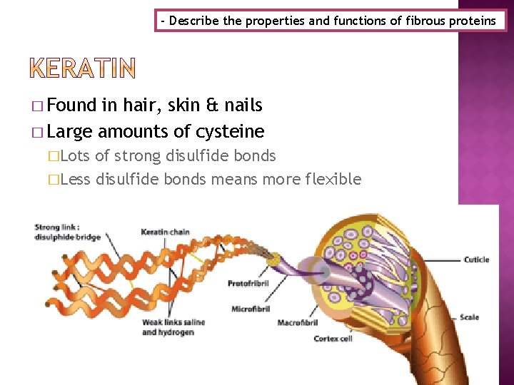 - Describe the properties and functions of fibrous proteins � Found in hair, skin