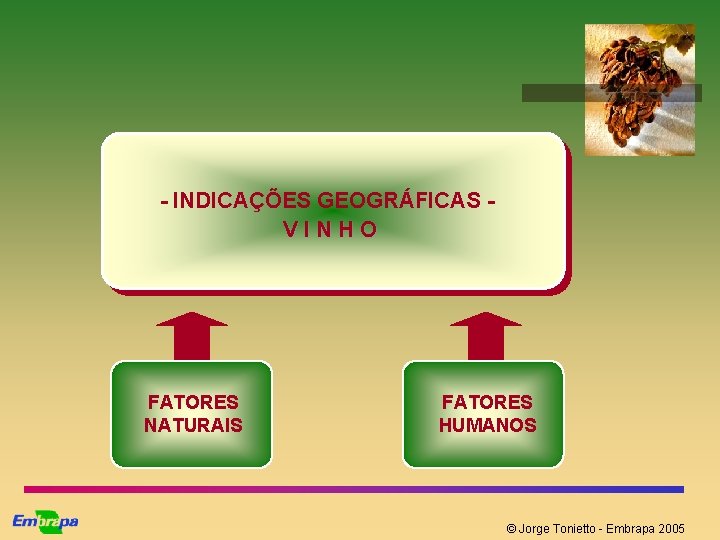 - INDICAÇÕES GEOGRÁFICAS VINHO FATORES NATURAIS FATORES HUMANOS © Jorge Tonietto - Embrapa 2005