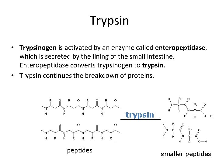Trypsin • Trypsinogen is activated by an enzyme called enteropeptidase, which is secreted by
