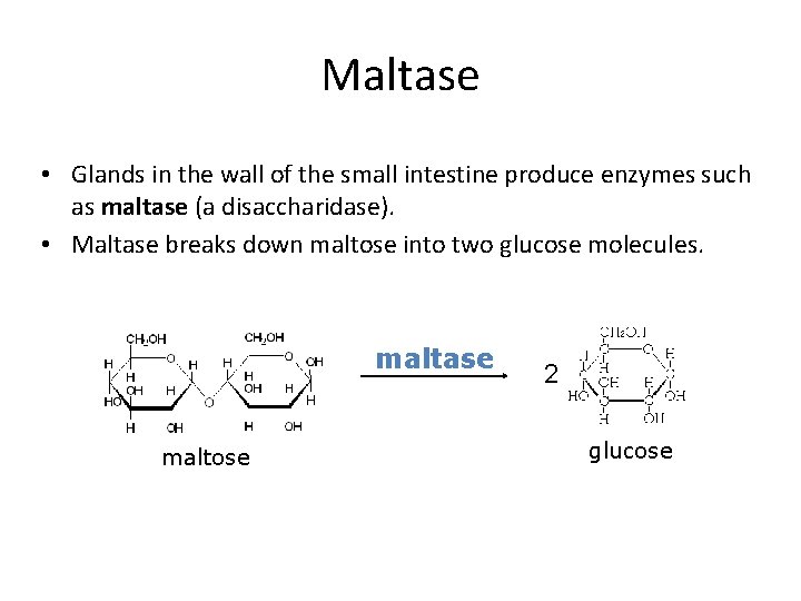 Maltase • Glands in the wall of the small intestine produce enzymes such as