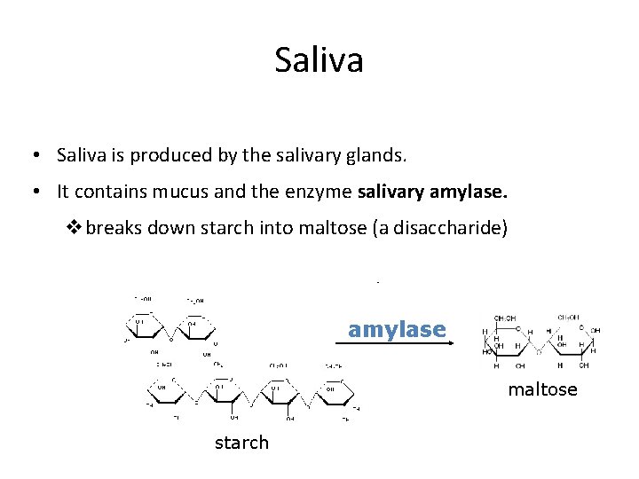 Saliva • Saliva is produced by the salivary glands. • It contains mucus and