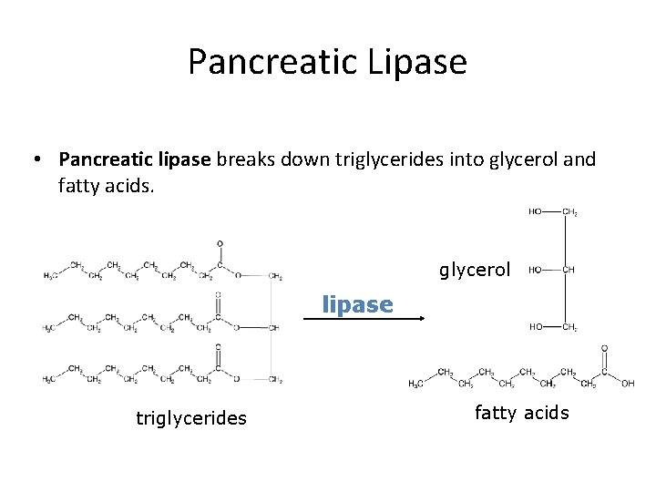 Pancreatic Lipase • Pancreatic lipase breaks down triglycerides into glycerol and fatty acids. glycerol