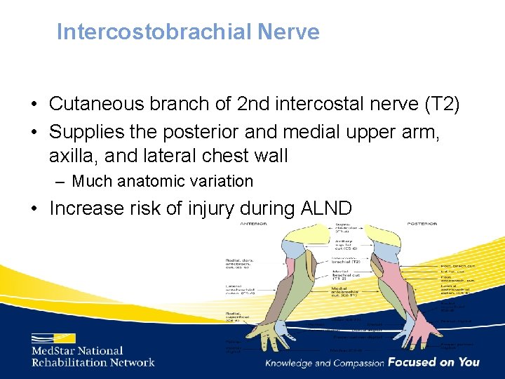 Intercostobrachial Nerve • Cutaneous branch of 2 nd intercostal nerve (T 2) • Supplies