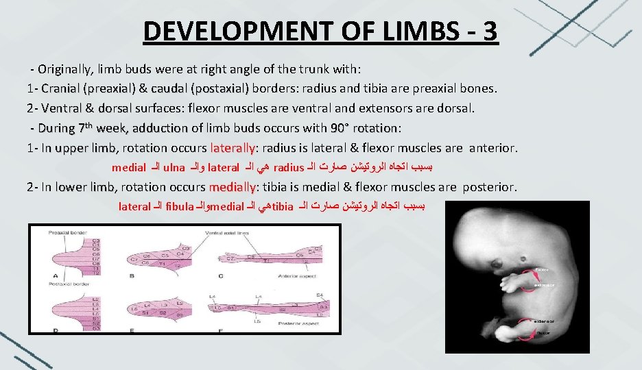 DEVELOPMENT OF LIMBS - 3 - Originally, limb buds were at right angle of