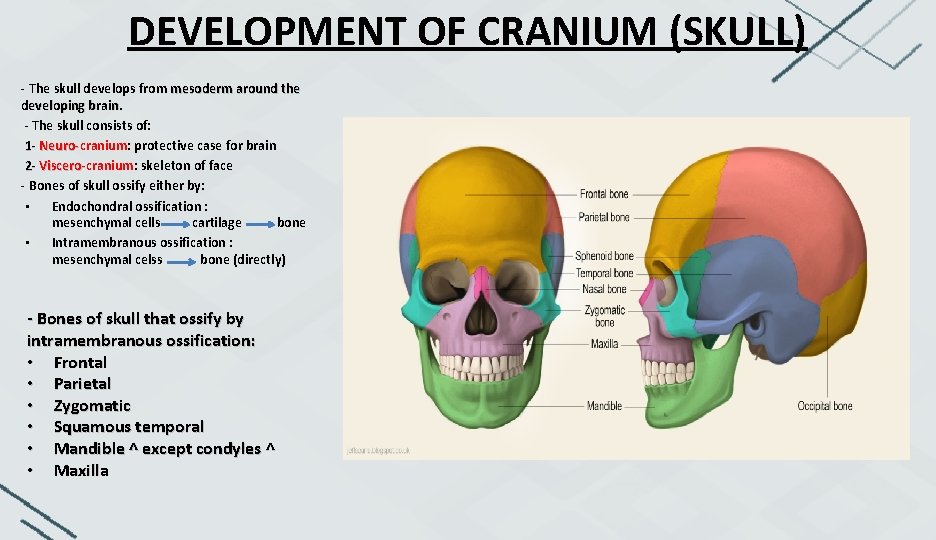 DEVELOPMENT OF CRANIUM (SKULL) - The skull develops from mesoderm around the developing brain.