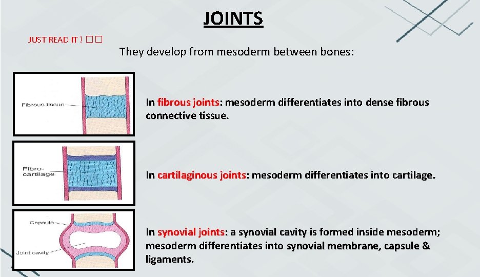 JOINTS JUST READ IT ! �� They develop from mesoderm between bones: In fibrous