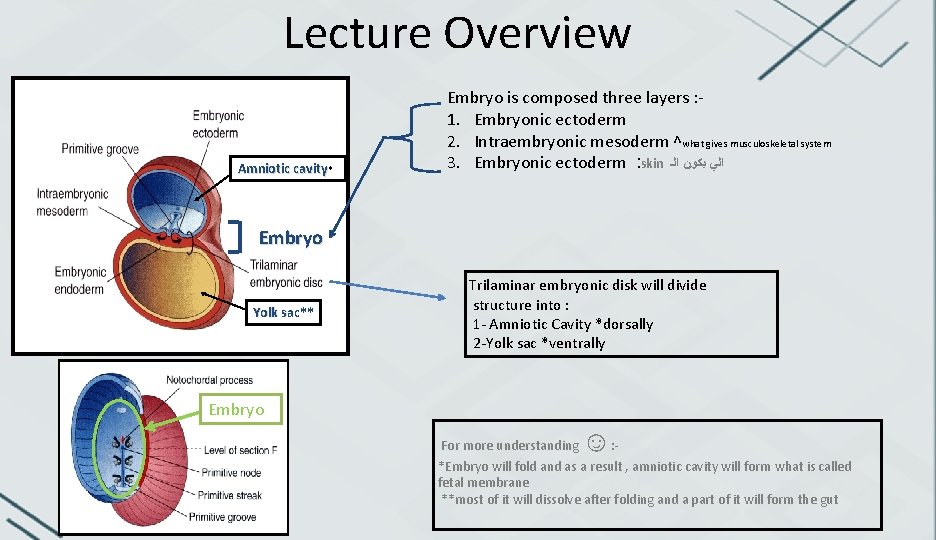 Lecture Overview Amniotic cavity* Embryo is composed three layers : 1. Embryonic ectoderm 2.