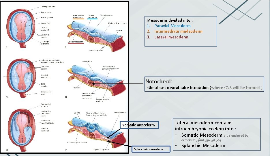 Mesoderm divided into : 1. Paraxial Mesoderm 2. Intermediate medsoderm 3. Lateral mesoderm Notochord: