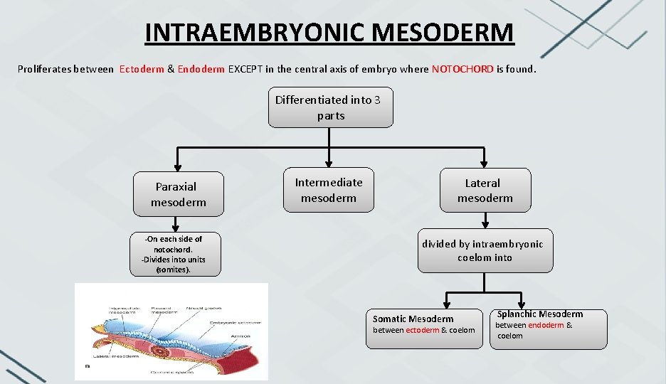 INTRAEMBRYONIC MESODERM Proliferates between Ectoderm & Endoderm EXCEPT in the central axis of embryo