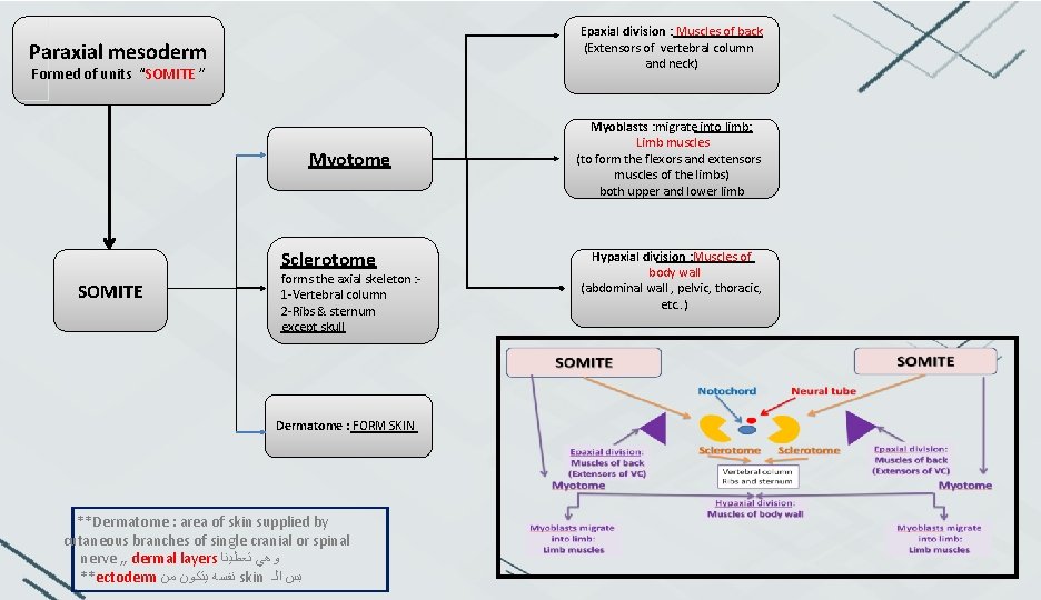 Epaxial division : Muscles of back (Extensors of vertebral column and neck) Paraxial mesoderm