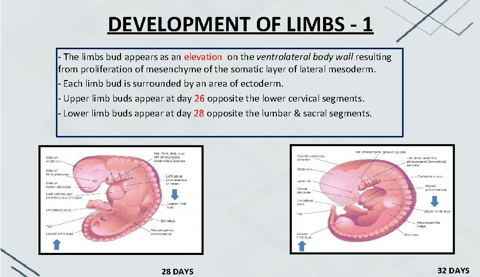 DEVELOPMENT OF LIMBS - 1 - The limbs bud appears as an elevation on