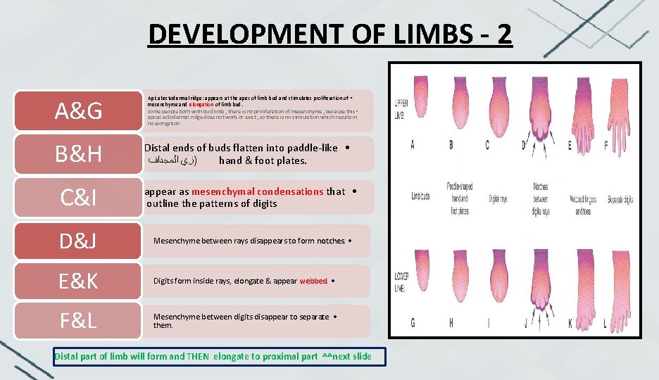 DEVELOPMENT OF LIMBS - 2 A&G B&H Apical ectodermal ridge: appears at the apex