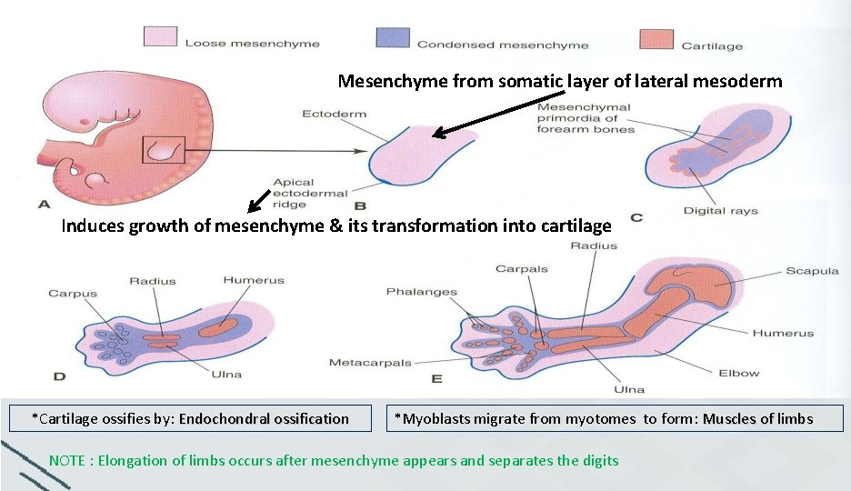 Mesenchyme from somatic layer of lateral mesoderm Induces growth of mesenchyme & its transformation