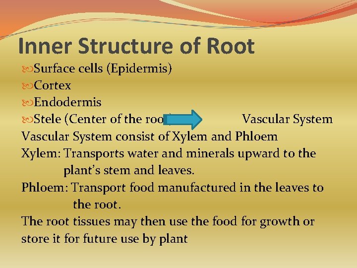 Inner Structure of Root Surface cells (Epidermis) Cortex Endodermis Stele (Center of the root)