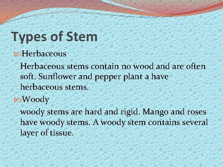 Types of Stem Herbaceous stems contain no wood and are often soft. Sunflower and