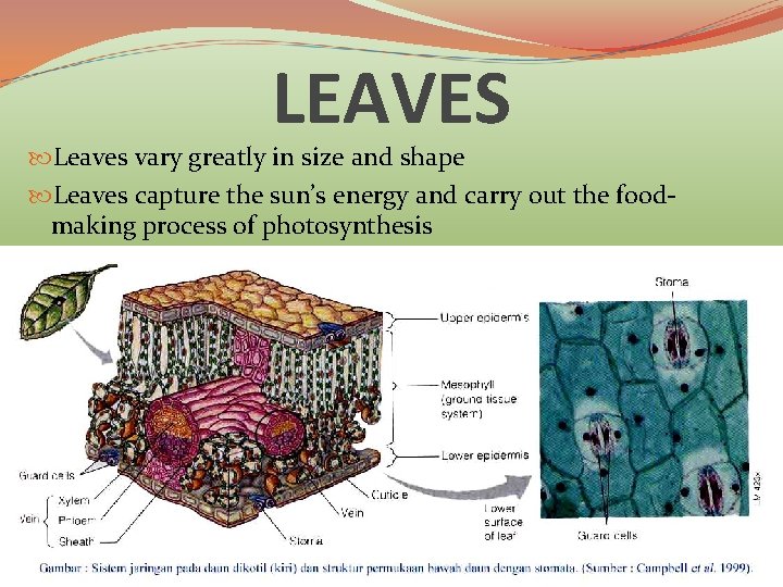 LEAVES Leaves vary greatly in size and shape Leaves capture the sun’s energy and