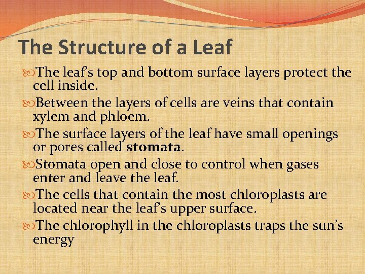 The Structure of a Leaf The leaf’s top and bottom surface layers protect the