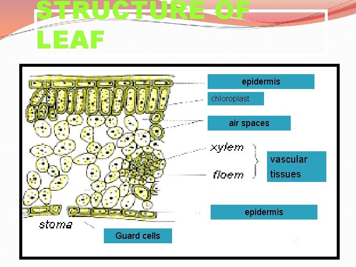 STRUCTURE OF LEAF epidermis chloroplast air spaces vascular tissues epidermis Guard cells 