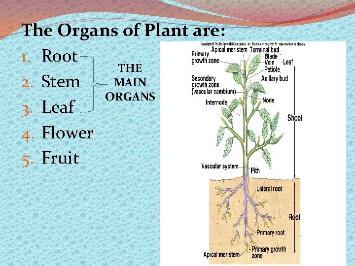 The Organs of Plant are: 1. Root THE MAIN 2. Stem ORGANS 3. Leaf