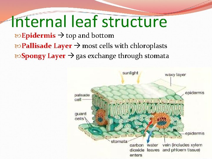 Internal leaf structure Epidermis top and bottom Pallisade Layer most cells with chloroplasts Spongy