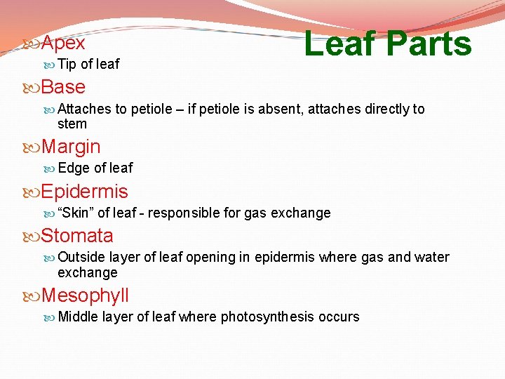  Apex Tip of leaf Leaf Parts Base Attaches to petiole – if petiole