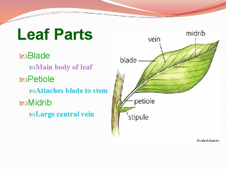 Leaf Parts Blade Main body of leaf Petiole Attaches blade to stem Midrib Large