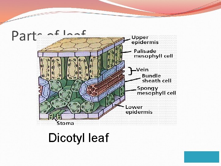 Parts of leaf Dicotyl leaf 