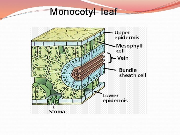 Monocotyl leaf 