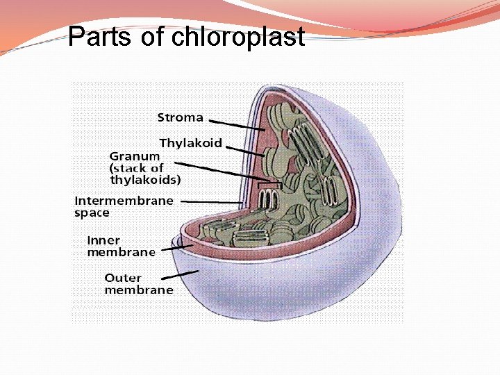 Parts of chloroplast 