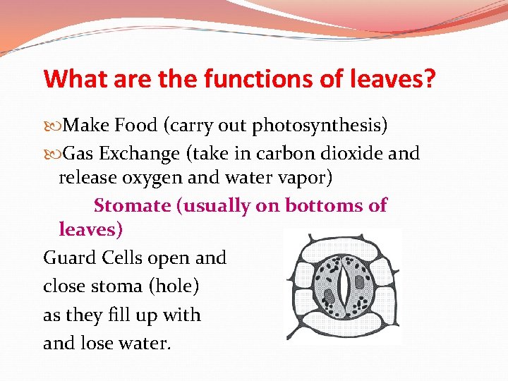 What are the functions of leaves? Make Food (carry out photosynthesis) Gas Exchange (take