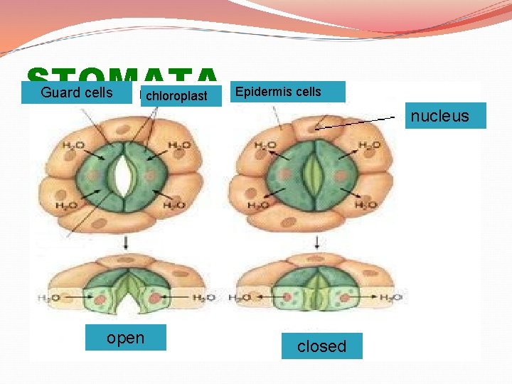 STOMATA Guard cells chloroplast Epidermis cells nucleus open closed 