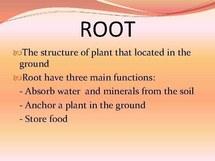 ROOT The structure of plant that located in the ground Root have three main